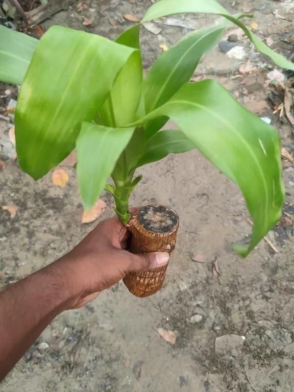 BD Brazilian Lucky Wood, Mini Home Plant Decorations